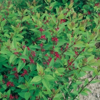 Lonicera TATARICA 'HACK'S RED'