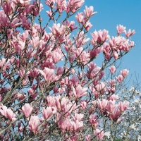 Magnolia 'HEAVEN SCENT'