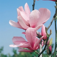 Magnolia 'GALAXY'