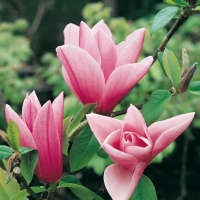 Magnolia 'STAR WARS'