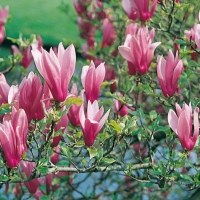 Magnolia LILIIFLORA 'NIGRA'