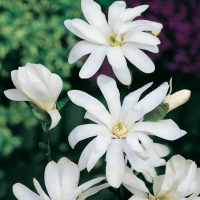 Magnolia STELLATA 'WATERLILY'