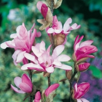 Magnolia x LOEBNERI 'LEONARD MESSEL'