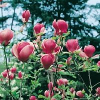 Magnolia x SOULANGEANA 'LENNEI'