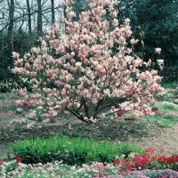 Magnolia x SOULANGEANA