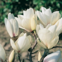 Magnolia 'MANCHU FAN'