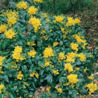 Mahonia AQUIFOLIUM 'APOLLO'