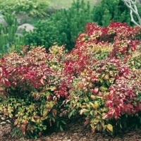 Nandina DOMESTICA 'FIRE POWER'