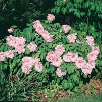 Paeonia SUFFRUTICOSA (Paeonia arborea)