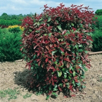 Photinia x FRASERI 'ROBUSTA COMPACT'