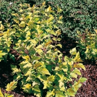 Physocarpus OPULIFOLIUS 'DART'S GOLD'