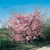 Prunus 'ACCOLADE' (Ciliegio)