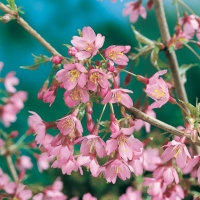 Prunus 'OKAME' (Ciliegio)