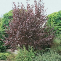 Prunus CERASIFERA 'ATROPURPUREA' (Susino)