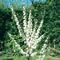 Prunus GLANDULOSA 'ALBA PLENA' (Mandorlo)