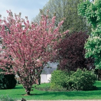 Prunus SERRULATA 'KANZAN' (Ciliegio)