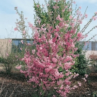 Prunus SUBHIRTELLA 'FUKUBANA' (Ciliegio)