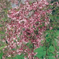 Prunus SUBHIRTELLA 'PENDULA RUBRA' (Ciliegio)