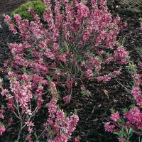 Prunus TENELLA 'FIRE HILL' (Mandorlo)