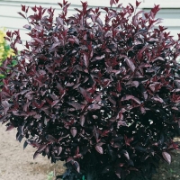 Prunus x CISTENA (Susino)