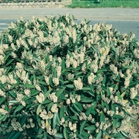 Prunus LAUROCERASUS 'ZABELIANA'