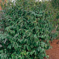 Prunus LUSITANICA (Lauro del Portogallo)