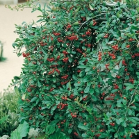 Pyracantha ALEXANDER PENDULA<sup>®</sup> 'Renolex'