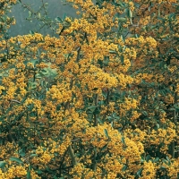 Pyracantha SAPHYR JAUNE<sup>®</sup> 'Cadaune'