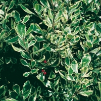 Rhamnus ALATERNUS 'ARGENTEOVARIEGATUS'