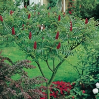 Rhus TYPHINA