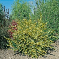 Ribes 'ODORATUM' = 'RIBES AUREUM'