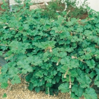 Rubus 'BETTY ASHBURNER'