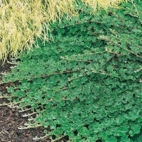 Rubus CALYCINOÏDES 'EMERALD CARPET'