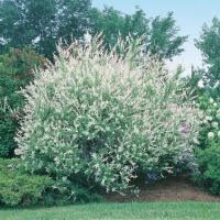 Salix INTEGRA 'HAKURO-NISHIKI' = 'ALBOMACULATA'