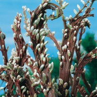 Salix SACCHALINENSIS 'SEKKA'