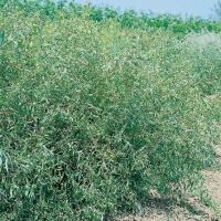 Salix x SEPULCRALIS 'ERYTHROFLEXUOSA'