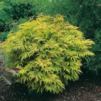 Sambucus RACEMOSA 'SUTHERLAND GOLD'