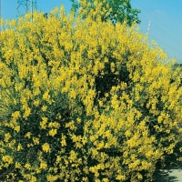 Spartium JUNCEUM (Ginestra di Spagna)