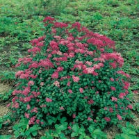 Spiraea JAPONICA 'BULLATA'