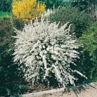 Spiraea ARGUTA