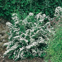 Spiraea NIPPONICA 'SNOWMOUND'