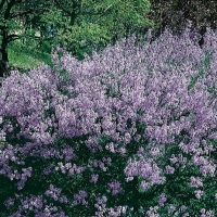 Syringa 'LACINIATA'