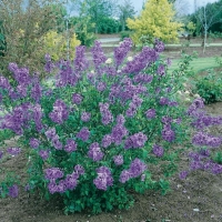 Syringa CHINENSIS