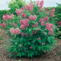 Syringa x PRESTONIAE 'ROYALTY'