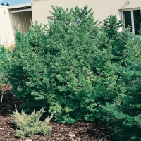 Ulmus x ELEGANTISSIMA 'JACQUELINE HILLIER'