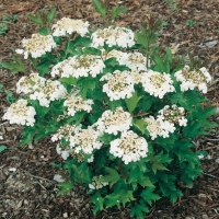 Viburnum OPULUS 'COMPACTUM'