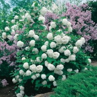 Viburnum OPULUS 'ROSEUM'