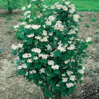 Viburnum OPULUS 'XANTHOCARPUM'