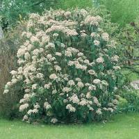 Viburnum RHYTIDOPHYLLUM