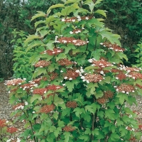 Viburnum SARGENTII 'ONONDAGA'